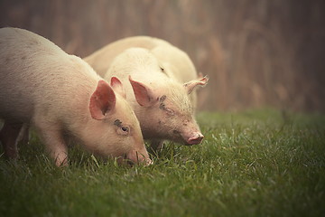 Image showing little pigs on meadow