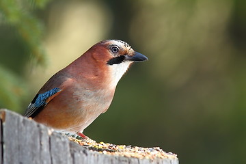 Image showing eurasian jay standing on stump