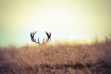 Image showing red deer buck hiding