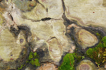 Image showing interesting texture on cut tree