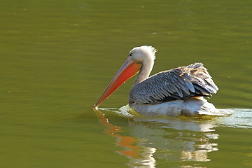 Image showing beautiful pelican on water