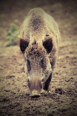 Image showing wild boar looking at the camera