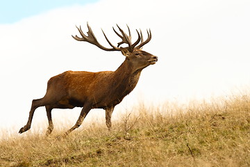 Image showing red deer stag running