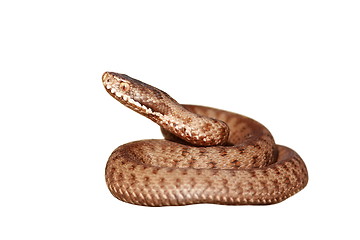 Image showing isolated venomous snake full length