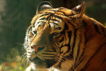 Image showing beautiful tiger head