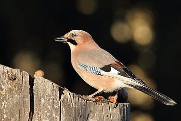 Image showing closeup of eurasian jay