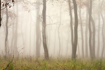 Image showing mist through the trees