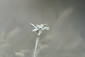 Image showing edelweiss wildflower over out of focus background