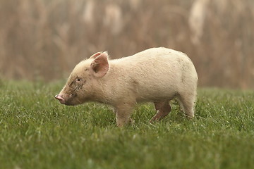 Image showing small pig on lawn