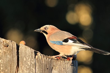 Image showing european jay at feeder