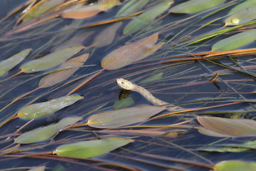 Image showing dice snake in water