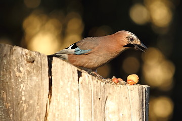 Image showing eurasian jay searching food on birdfeeder