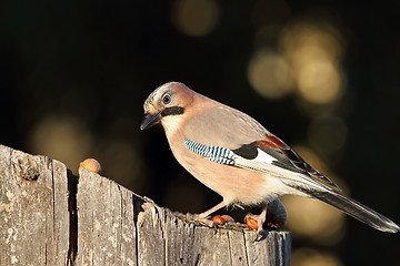 Image showing eurasian jay at bird feeder