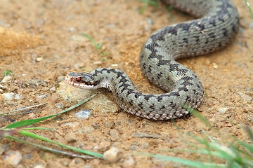 Image showing vipera berus coming towards the camera