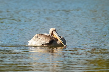 Image showing pelican on blue water