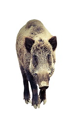 Image showing isolated wild boar full length