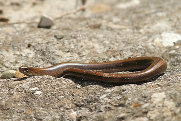 Image showing slow worm on a rock