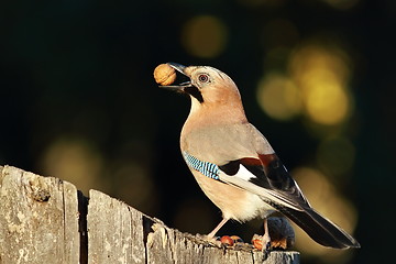 Image showing jay eating nut