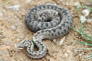 Image showing common european adder on the ground