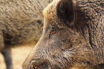 Image showing close up of wild boar head