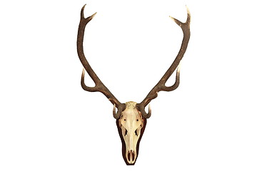 Image showing Cervus elaphus isolated trophy