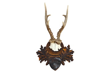 Image showing roebuck hunting trophy