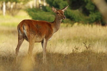 Image showing red deer doe looking at the camera  in a clearing