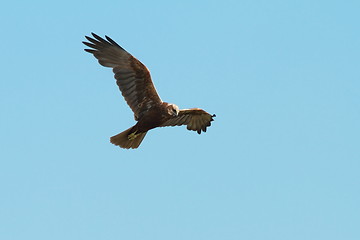 Image showing western marsh harrier in flight