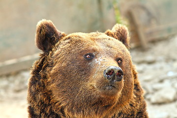 Image showing european brown bear portrait