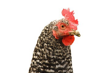 Image showing isolated mottled hen portrait