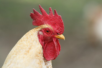 Image showing portrait of white rooster