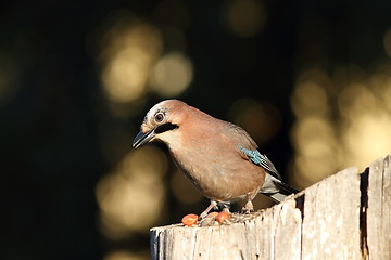 Image showing european jay on a stump