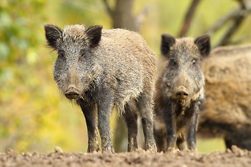 Image showing family of wild hogs