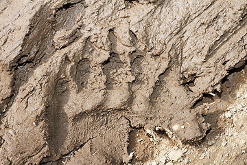 Image showing brown bear footprint