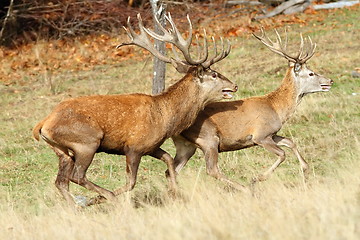 Image showing two red deer stags running