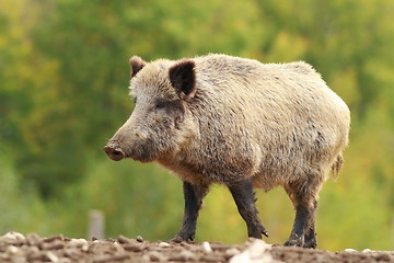 Image showing big wild boar in a glade