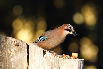 Image showing garden bird foraging for nuts