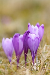 Image showing wild crocuses in spring