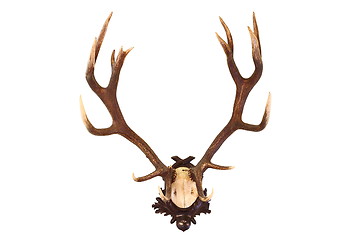 Image showing red deer buck isolated trophy