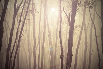 Image showing magic misty forest view