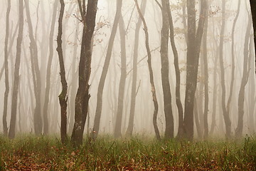 Image showing misty morning in the woods