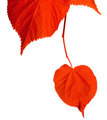Image showing Red tilia leafs on white background