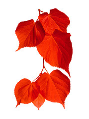 Image showing Red tilia leafs