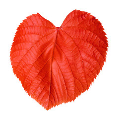 Image showing Red linden-tree leaf