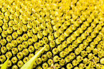 Image showing sunflower seeds.  corolla