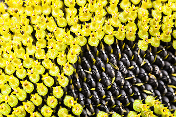 Image showing sunflower seeds.  corolla