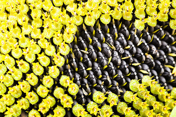 Image showing flower sunflower  seeds