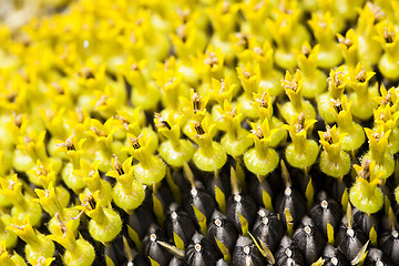 Image showing flower sunflower  seeds