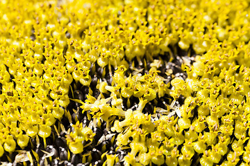 Image showing Sunflower   black seeds.