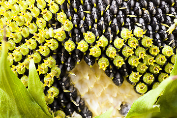 Image showing flower sunflower  seeds